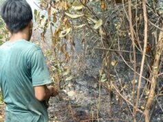 Hotspot Terdeteksi di Areal PT BMH, BPHL Dorong Verifikasi dan Penanganan Cepat