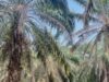 Menyusuri Perkebunan Sawit dan Karet, Mantri BRI Menjaga Akses Keuangan di Sumatera Selatan