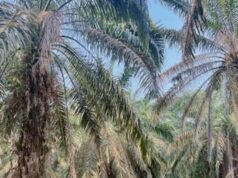 Menyusuri Perkebunan Sawit dan Karet, Mantri BRI Menjaga Akses Keuangan di Sumatera Selatan