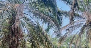 Menyusuri Perkebunan Sawit dan Karet, Mantri BRI Menjaga Akses Keuangan di Sumatera Selatan
