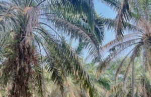 Menyusuri Perkebunan Sawit dan Karet, Mantri BRI Menjaga Akses Keuangan di Sumatera Selatan