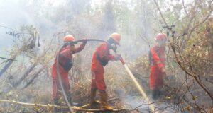 Tiga Perusahaan Grup APP Menanti Putusan MA, Greenpeace Desak Pemulihan Gambut