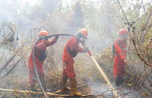 Tiga Perusahaan Grup APP Menanti Putusan MA, Greenpeace Desak Pemulihan Gambut