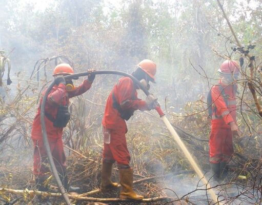 Tiga Perusahaan Grup APP Menanti Putusan MA, Greenpeace Desak Pemulihan Gambut